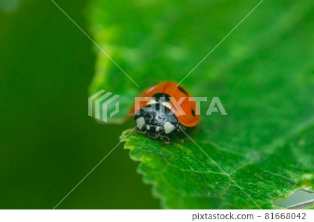 Red ladybug on a green leaf in the garden 81668042