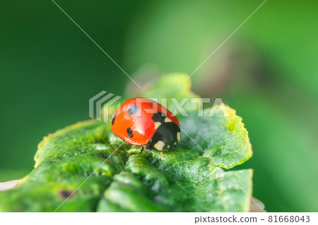 Red ladybug on a green leaf in the garden 81668043