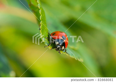 Red ladybug on a green leaf in the garden 81668081