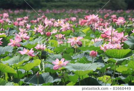 Lot of Izunuma Lot of Izunuma 81668449