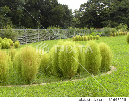 Kochia flowers at Sanyo Flower Museum, soon to be in full bloom 81668656