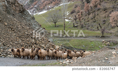 Flock of sheep in eastern Turkey, Bitlis. Sheep on field. Flock of sheep in eastern Turkey, Bitlis. Sheep on field. 81668747