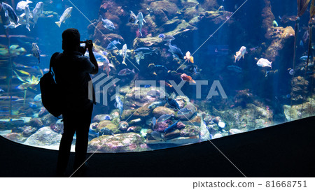 San Francisco, CA, United States - August 2019: Silhouette of an unidentified man watching the fish in an oceanarium San Francisco, CA, United States - August 2019: Silhouette of an unidentified man watching the fish in an oceanarium 81668751
