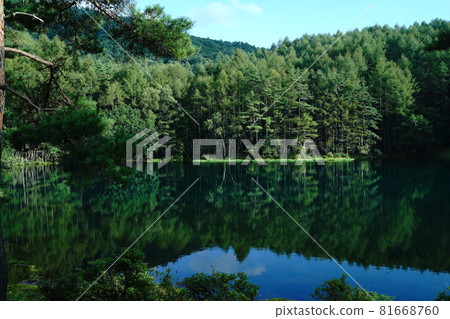 三坂池 水面 池塘倒影 落葉松林 長野縣茅野市 池塘百選 81668760