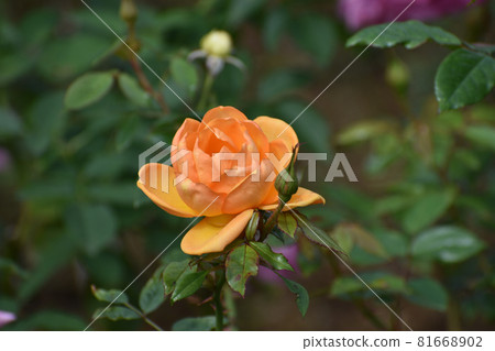 開花在秋天玫瑰園的橙色玫瑰 開花在秋天玫瑰園的橙色玫瑰 81668902