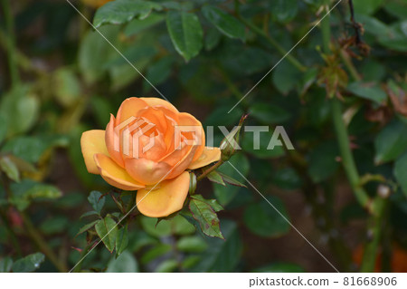 開花在秋天玫瑰園的橙色玫瑰 開花在秋天玫瑰園的橙色玫瑰 81668906