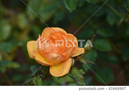 開花在秋天玫瑰園的橙色玫瑰 開花在秋天玫瑰園的橙色玫瑰 81668907