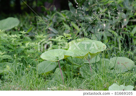 Image of butterbur Image of butterbur 81669105
