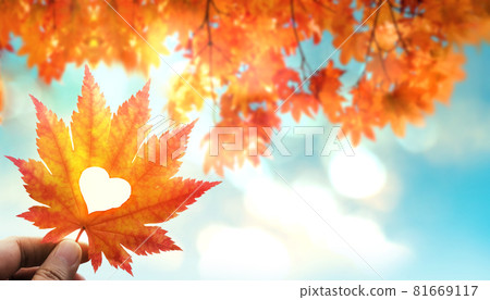 Fall and Autumn Season Concept, Closeup of Hand holding a Maple Leaf cut out as Heart in Sunny Day. Low Angle shot with Maple Tree and Sky 81669117