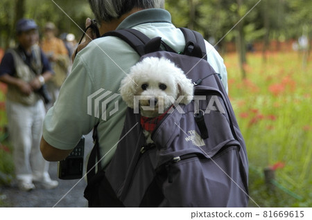A poodle that fits in a backpack 81669615