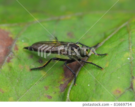 強盜飛 強盜飛 81669754