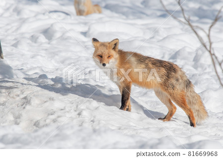 Mofumofu winter red fox Mofumofu winter red fox 81669968