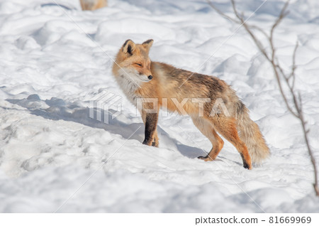 Mofumofu winter red fox Mofumofu winter red fox 81669969