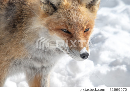 Mofumofu winter red fox Mofumofu winter red fox 81669970