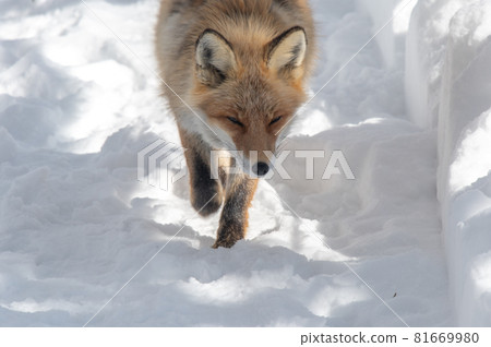 Mofumofu winter red fox 81669980