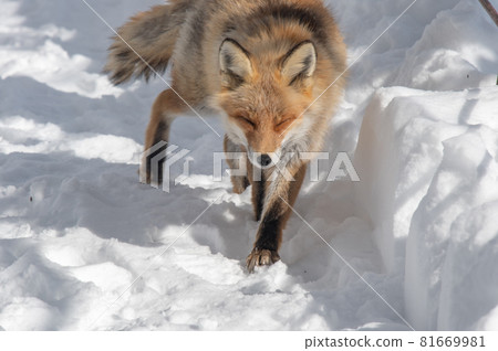 莫夫莫夫冬紅狐 81669981