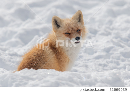 Mofumofu winter red fox Mofumofu winter red fox 81669989