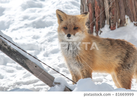 Mofumofu winter red fox 81669999
