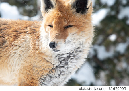 Mofumofu winter red fox Mofumofu winter red fox 81670005