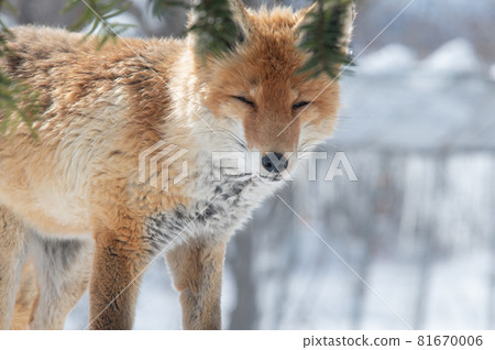 Mofumofu winter red fox Mofumofu winter red fox 81670006