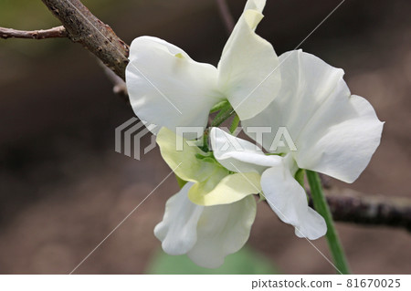 White sweet pea flowers in close up White sweet pea flowers in close up 81670025