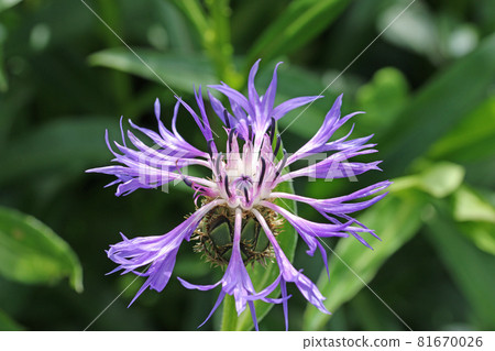 Violet perennial cornflower flower in close up Violet perennial cornflower flower in close up 81670026
