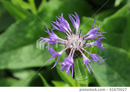 Violet perennial cornflower flower in close up Violet perennial cornflower flower in close up 81670027