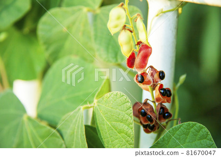 紅豆莢和種子 81670047