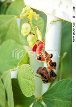 鉤藤種子 81670049