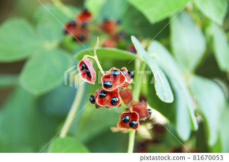 Rhynchosia seeds 81670053