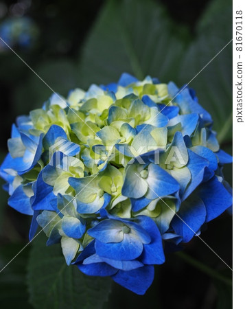 Takahata Fudosan's hydrangea Takahata Fudosan's hydrangea 81670118