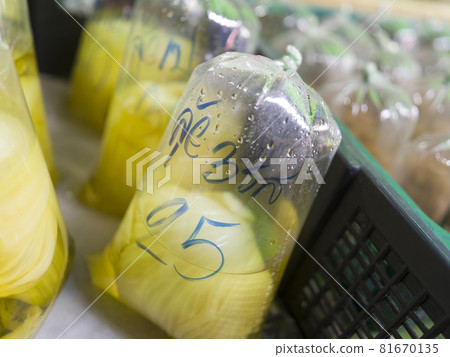 Thailand Talad Rom Hub (Mae Klong Train Market) 81670135