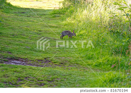 Cute rabbit in the woods - Kinnoull Hill Woodland Park Cute rabbit in the woods - Kinnoull Hill Woodland Park 81670194
