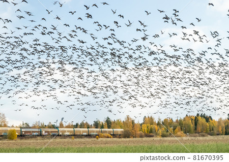 Kouvola, Finland - 5 October 2019: A big flock of barnacle gooses is flying above the field on train background. Birds are preparing to migrate south. Kouvola, Finland - 5 October 2019: A big flock of barnacle gooses is flying above the field on train background. Birds are preparing to migrate south. 81670395