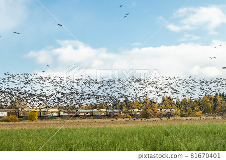 Kouvola, Finland - 5 October 2019: A big flock of barnacle gooses is flying above the field on train background. Birds are preparing to migrate south. Kouvola, Finland - 5 October 2019: A big flock of barnacle gooses is flying above the field on train background. Birds are preparing to migrate south. 81670401