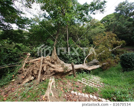 Fallen large tree 81670534