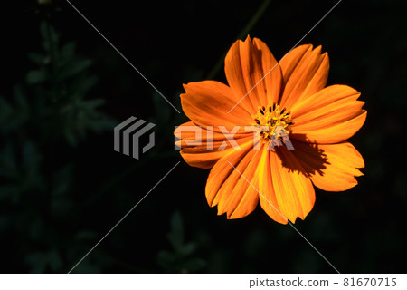 Orange Cosmos Flowers Orange Cosmos Flowers 81670715
