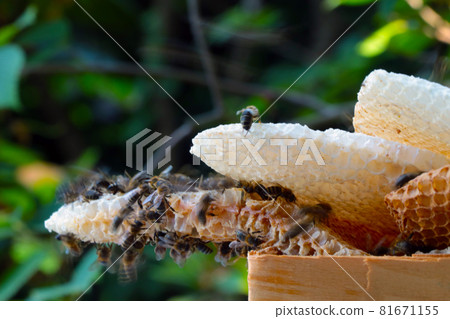 Blurry background, out of focus. Bees on honeycombs. Blurry background, out of focus. Bees on honeycombs. 81671155