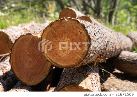 年輪原木橫斷面紋理圖像 年輪原木橫斷面紋理圖像 81671509
