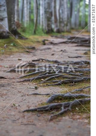 Root of a big tree Root of a big tree 81671637