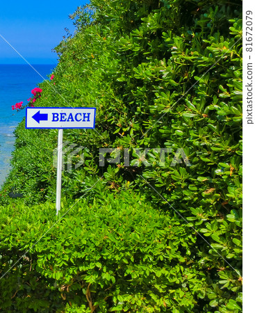 Sunny beach with beautiful flowers Sunny beach with beautiful flowers 81672079