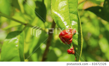 Rosy apple aphid Dysaphis Plantaginea. Plant disease, Detail of affected leaf in spring. Space for text 81672326