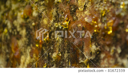 Amber drops of pine resin. Living three drops flow down the bark of the pine trunk. Organic life concept: leaking bright yellow drops of pine tar, resin, with a spider web on a light tree bark Amber drops of pine resin. Living three drops flow down the bark of the pine trunk. Organic life concept: leaking bright yellow drops of pine tar, resin, with a spider web on a light tree bark 81672339