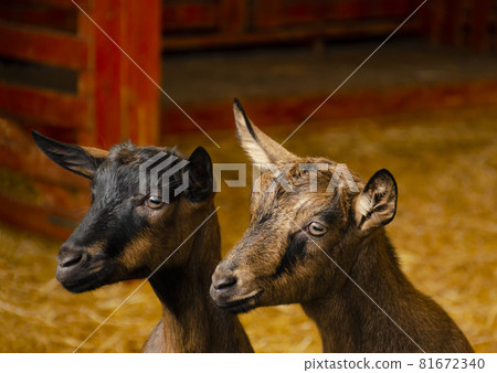 Close-up photos of goats with pensive faces at the corral of farm. Lovely couple little black and brown goats. Cute with funny. Close-up photos of goats with pensive faces at the corral of farm. Lovely couple little black and brown goats. Cute with funny. 81672340