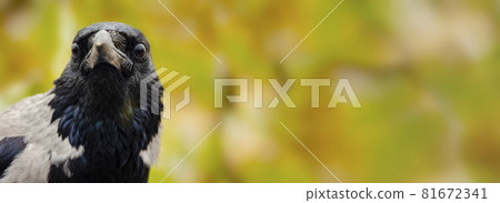Head shot of a wild Carrion Crow, Corvus corone, against a green background. Head shot of a wild Carrion Crow, Corvus corone, against a green background. 81672341
