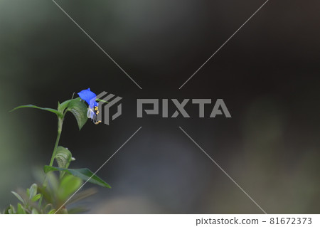 Wildflowers Wildflowers Weeds Wildflowers Wildflowers Weeds 81672373