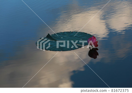 花 蓮花 蓮花 花 蓮花 蓮花 81672375