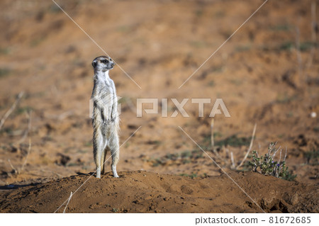 Meerkat in Kgalagadi transfrontier park, South Africa 81672685