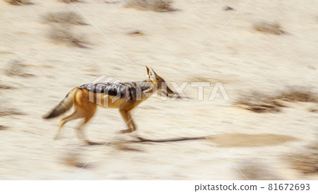Black backed jackal in Kgalagadi transfrontier park, South Africa 81672693