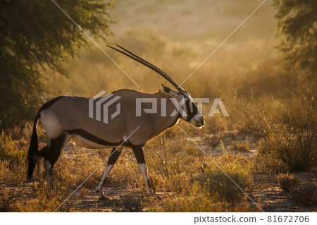 South African Oryx in Kgalagadi transfrontier park, South Africa 81672706